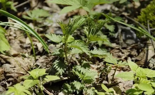 又是一年山菜季,寻味白山山野菜～黑瞎子芹