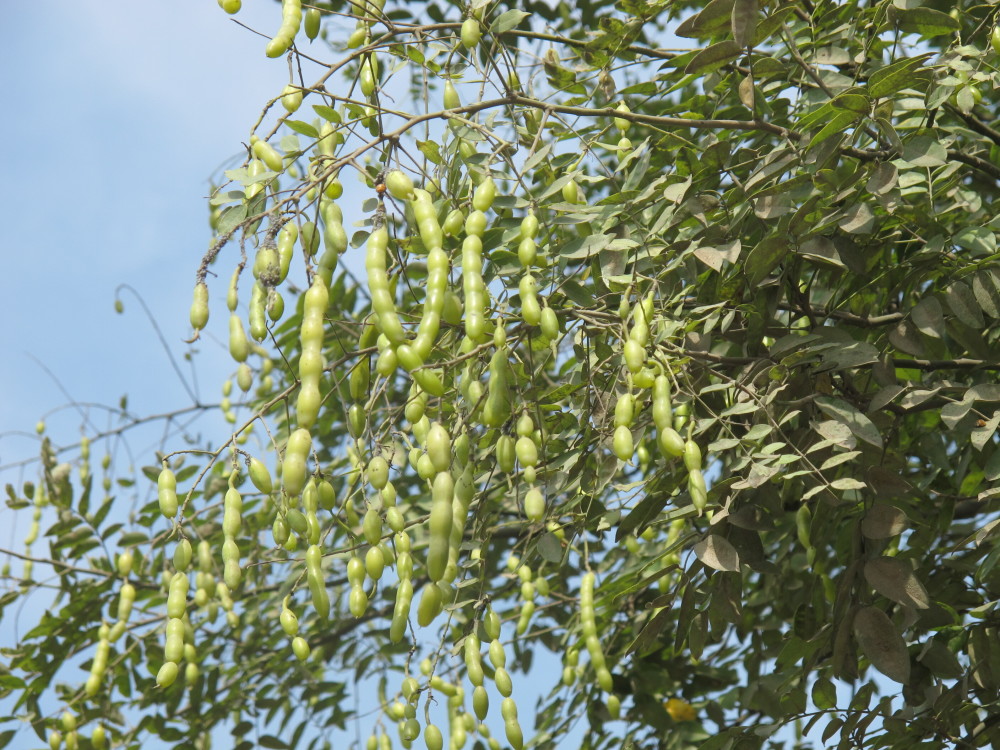 "槐"揣吃穿住行但入口千万谨慎槐树与人的吃,穿,住,用,行,劳作,防病