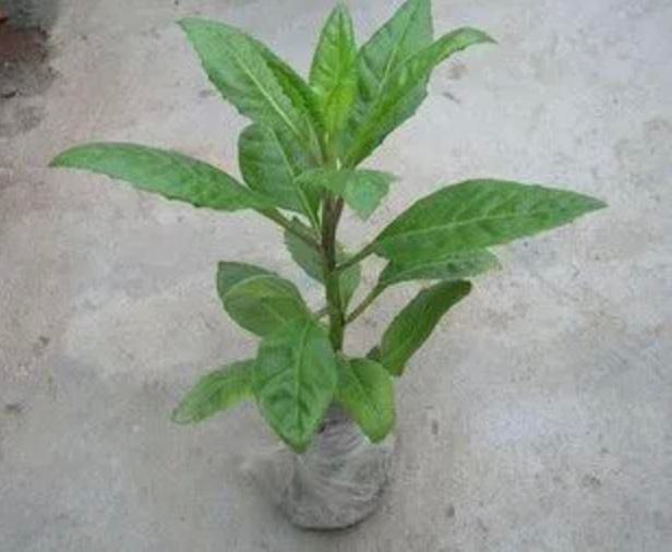 我们要充分认识到糖尿病本身是一种因胰岛功能减退,胰岛素抵抗等引起