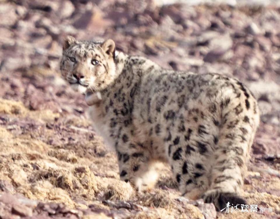"凌"家雪豹何以"出圈"_腾讯新闻