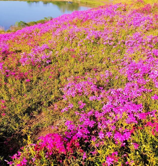 美绝了免费看信阳出现大片粉色花海位置在这儿