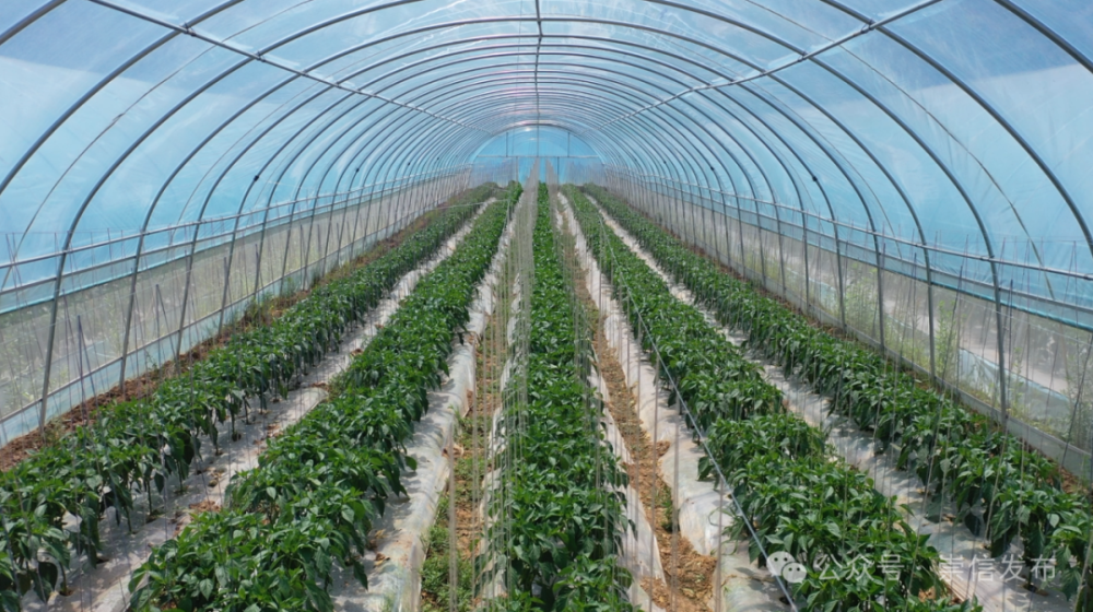 种植基地,一座座钢架大棚里,一垄垄,一株株满挂枝头的辣椒青翠欲滴