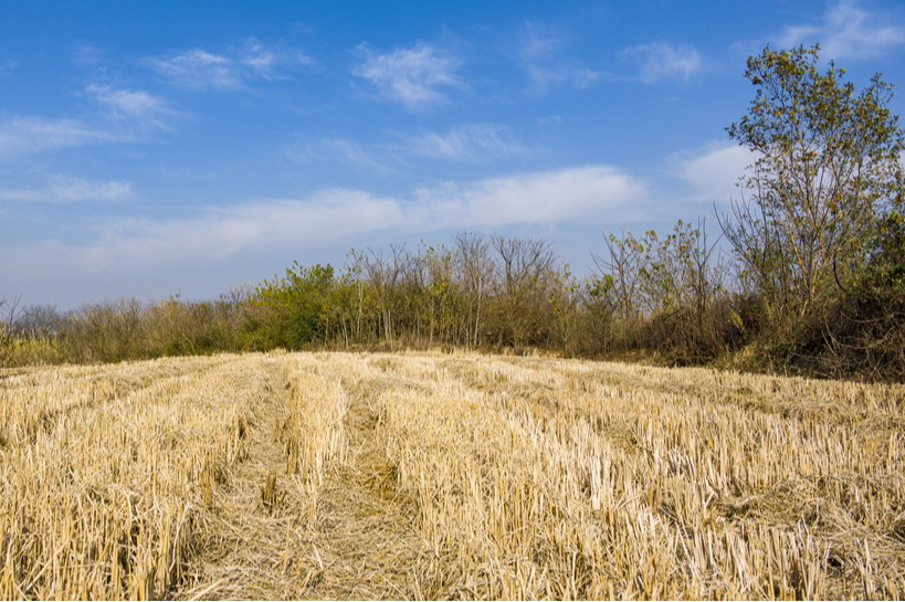 听到这里,小孙女蝴蝶般地奔向正在播种的田间,边手舞足蹈,边高声咏唱"