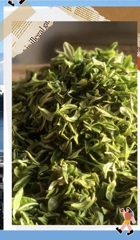 打卡云南 | 第163件小事:夏季,来一杯明目清心的"十里香"茶