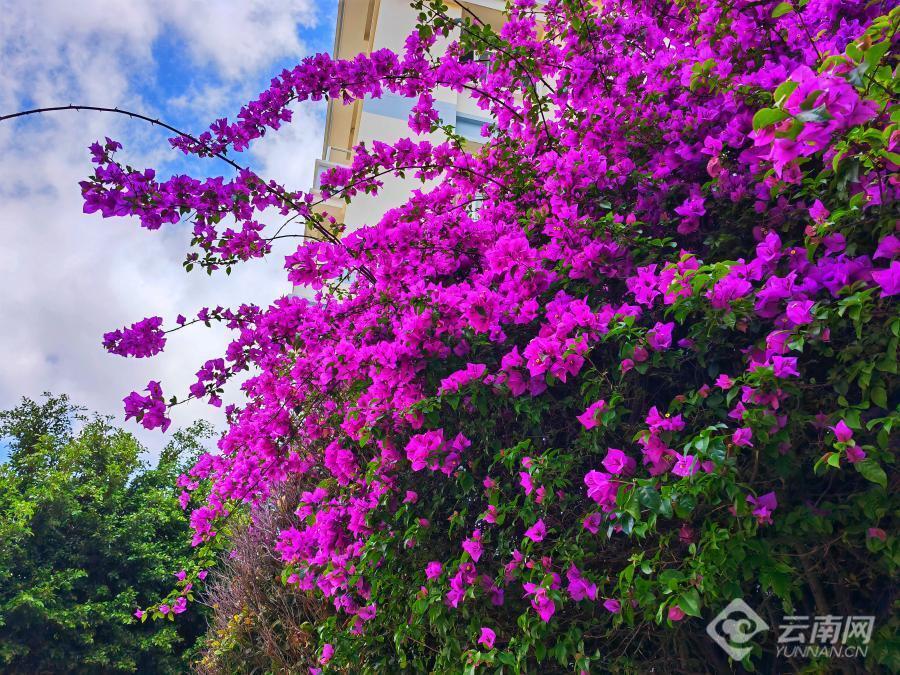 【图集】云南巍山:三角梅绽放扮靓古城夏日_腾讯新闻