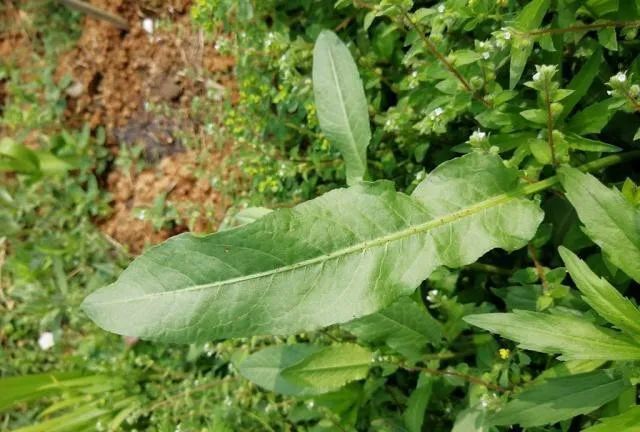 万物有灵 | 极品野菜金不换——野菠菜_腾讯新闻