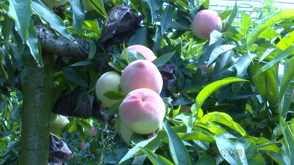 【产业发展】大棚桃子抢"鲜"上市  果园飘香摘果忙