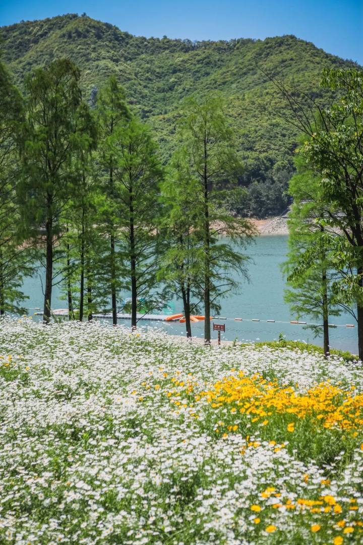 小雏菊开了,该去鹿女湖走一走了