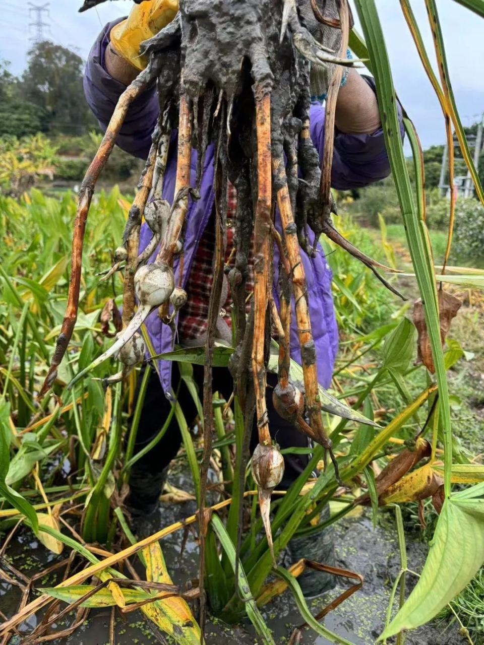 85岁老人种植的慈菇新鲜上市!让我们一起传递温暖与爱心!