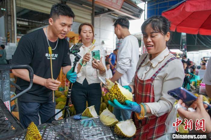 陈冠言 摄前来进货的水果商贩手持榴莲录视频.