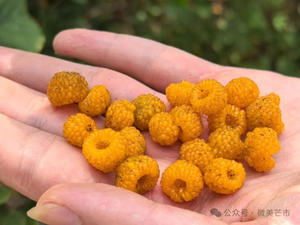 时光里的芒市丨盛在黄泡里的记忆_腾讯新闻