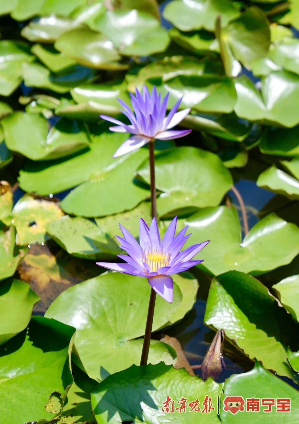 南宁这座公园1500平方米的睡莲竞相绽放,赶紧来打卡