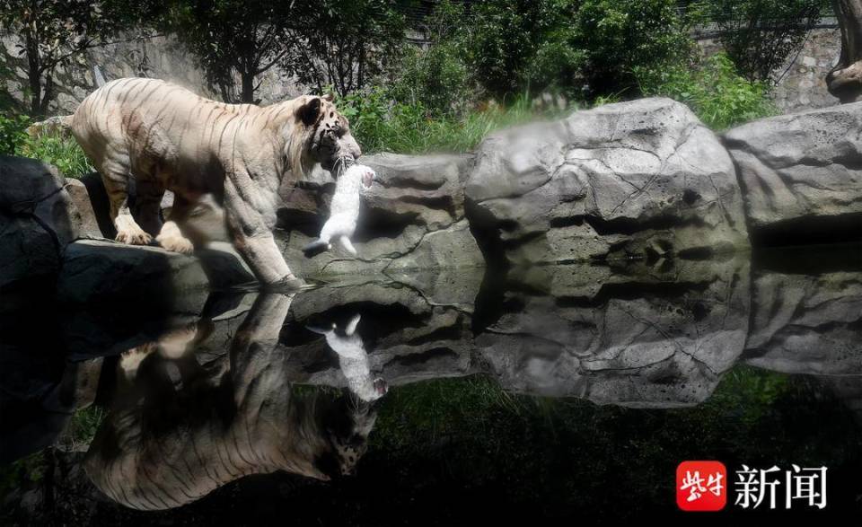 边叼住猎物"求倒影"  扬子晚报/紫牛新闻记者 范晓林 摄老虎有牛肉冰