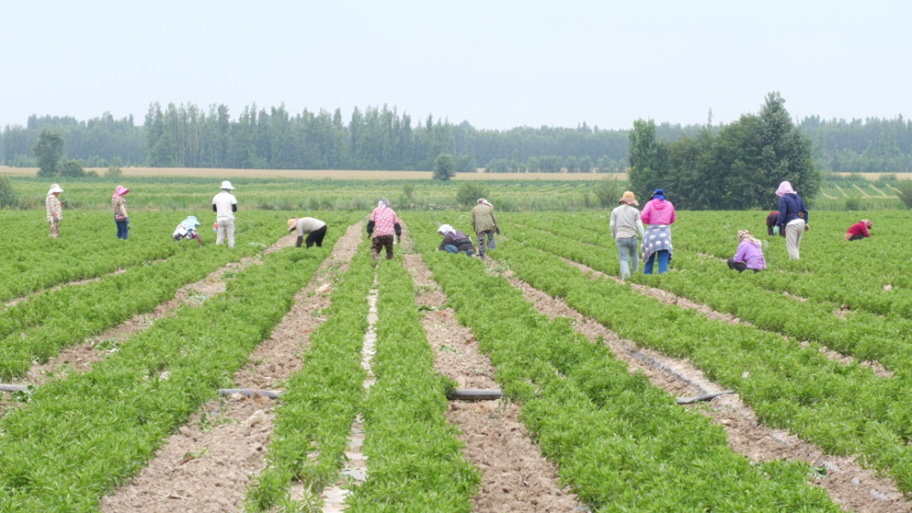 乡村振兴进行时 | 种植甜叶菊 "甜"到村民心坎里