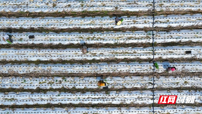 湖南新田：种植二茬鲜食玉米促增收_腾讯新闻