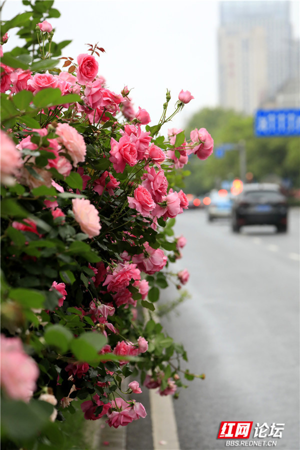 城市路边常见的花图片