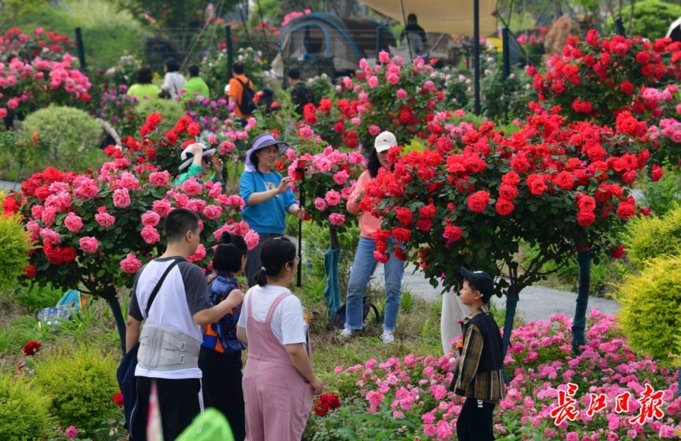 "五一"假期花树满"花城",美丽月季绽放美丽经济
