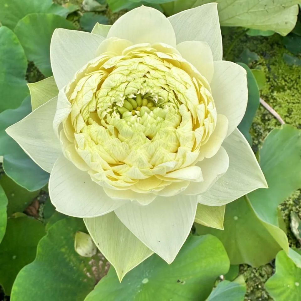 妈妈的莲花头像又双叒上新啦