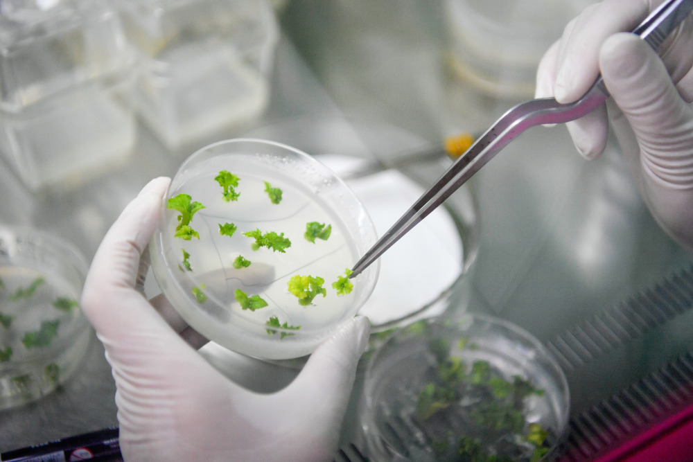 天津持续推动科学育种和种质资源保护工作