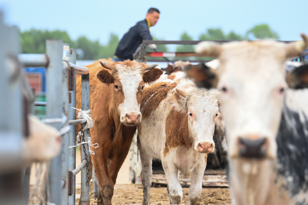 黑龙江甘南县:现代化一站式牲畜交易市场助力县域经济发展