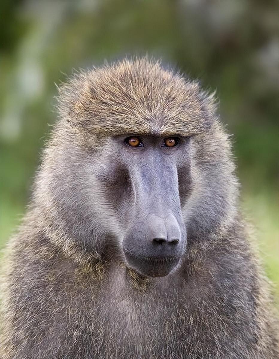 狒狒被打死亲绿作家写祭文哀悼,网友酸:狒狒妈可以出来选"立委"了