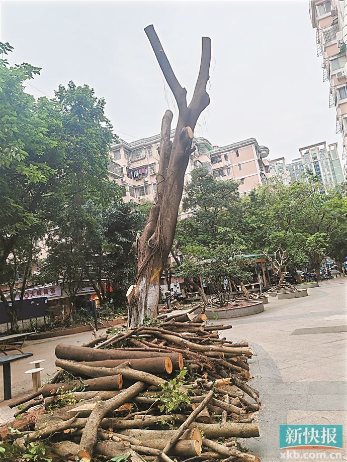 广州天河南一小区20多棵树被"剃光头" 主管部门将对"过度修剪"予以