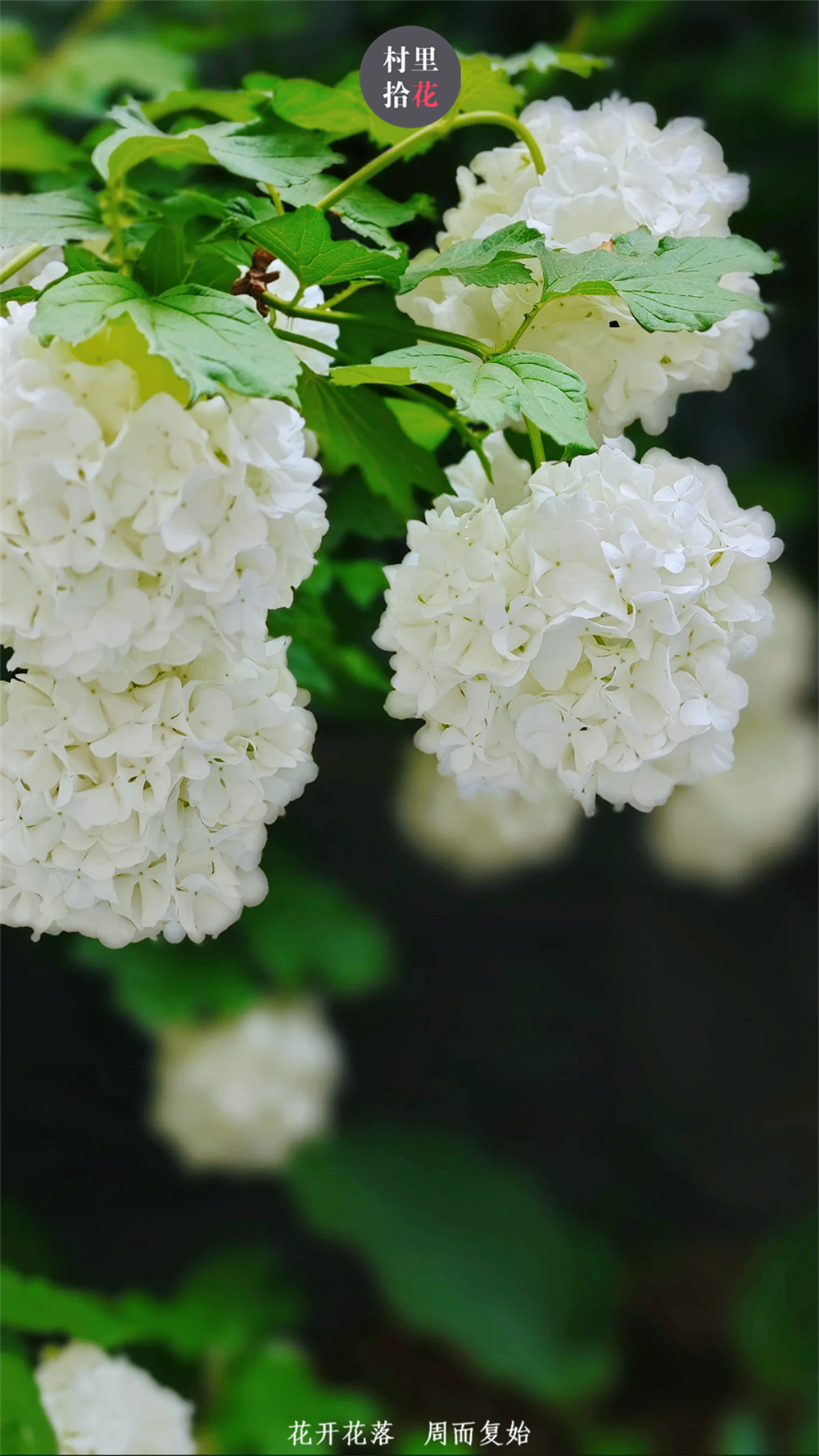 四月的木绣球,是充满诗情画意和哲学韵味的.