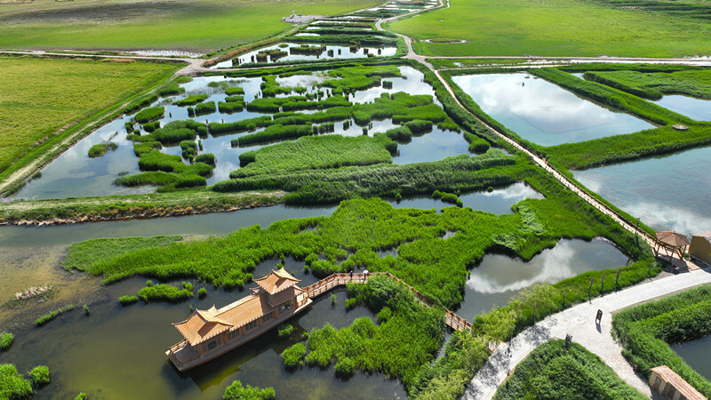 甘肃酒泉:夏日湿地美如画