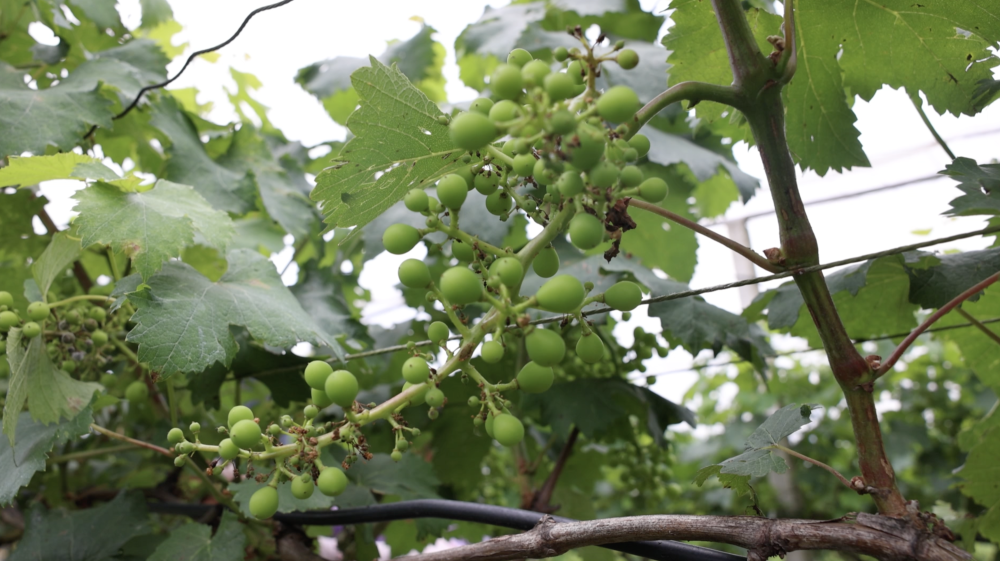 贵州麻江:葡萄园里种大豆  实现"一地双收"