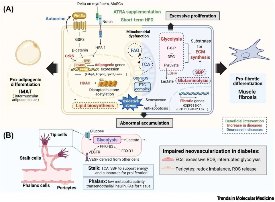 浙江大学王迪/池哲勖团队Trends in Molecular Medicine综述 | 多层代谢网络调控组织损伤修复_腾讯新闻