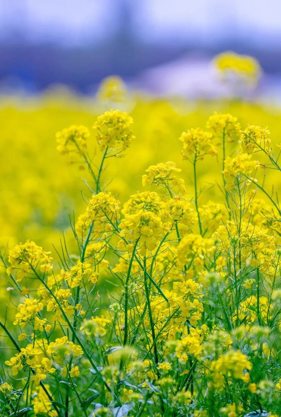 油菜花的照片取名字图片