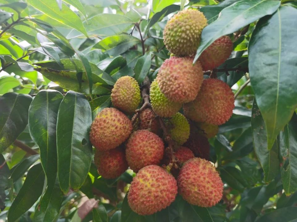 海南荔枝上新啦!点击查看丰收时刻