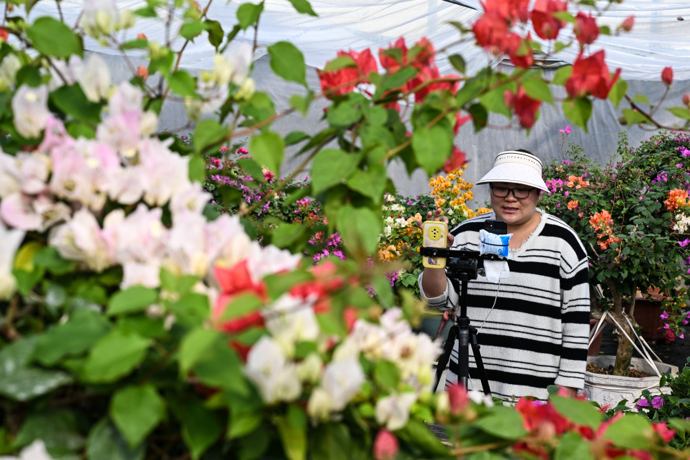 江苏沭阳花木之乡的美丽经济
