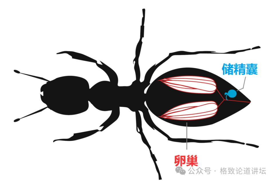 为什么这些蚂蚁总是工作,不想繁殖呢?