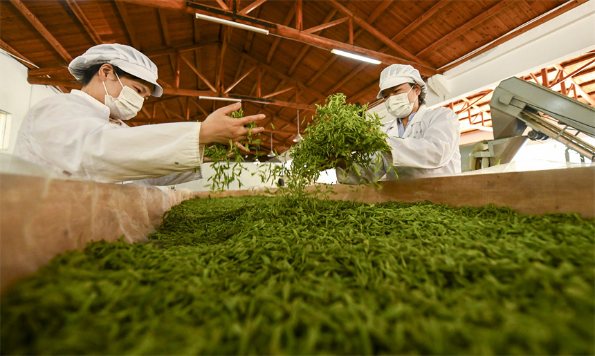 江西宜黄绿水青山育好茶