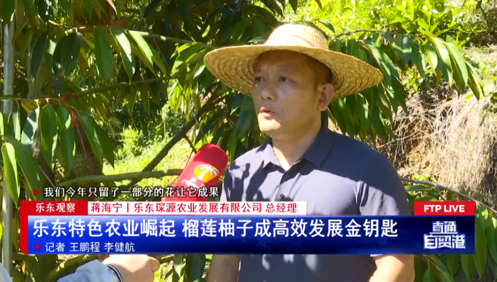 乐东观察:乐东特色农业崛起 榴莲柚子成高效发展金钥匙