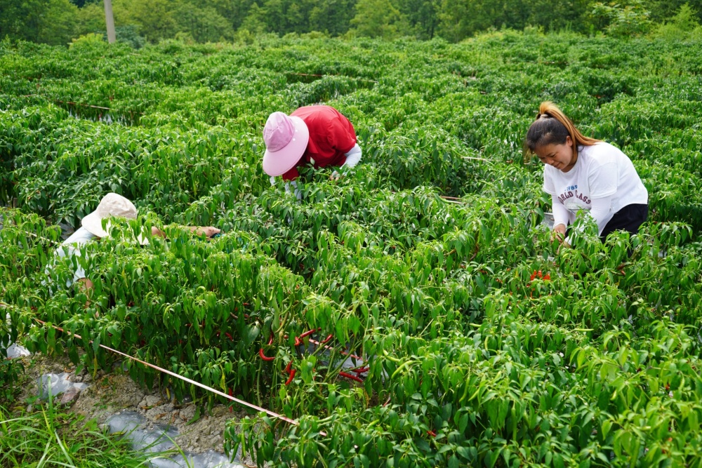 来自龙田镇龙田村的吴国琴说,采摘的辣椒是兴龙村村集体合作社种植的