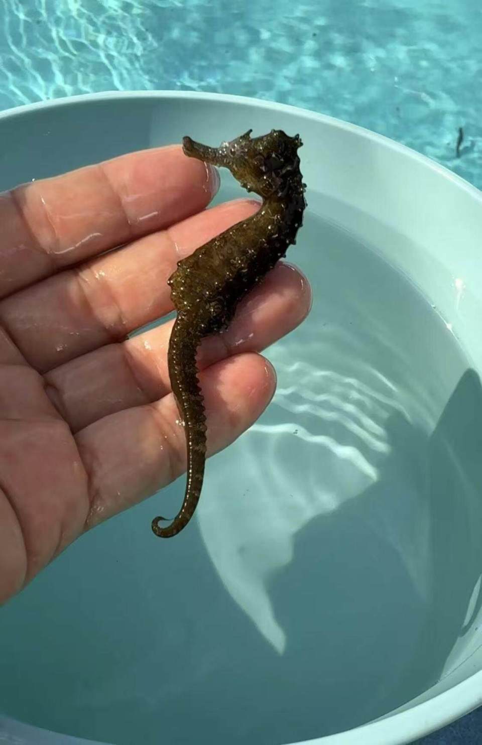 惠来县靖海海马游出新产业