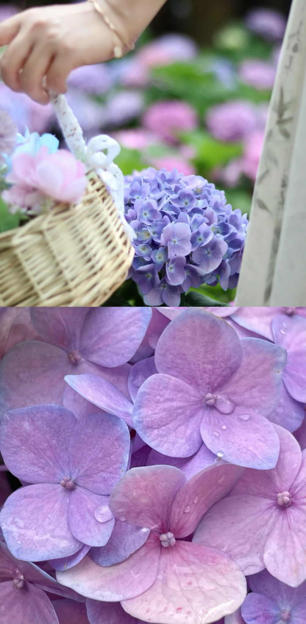 误入爱丽丝童话世界,这片绣球花海太好拍了