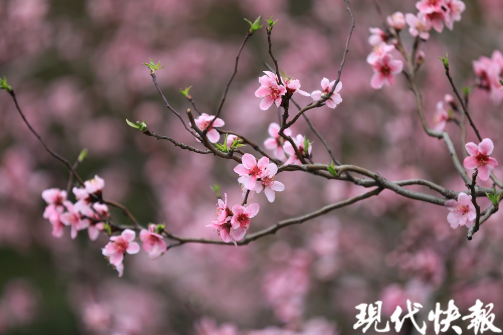 第十二届常州市桃花花会开幕来圩墩遗址公园寻找心中的桃花源