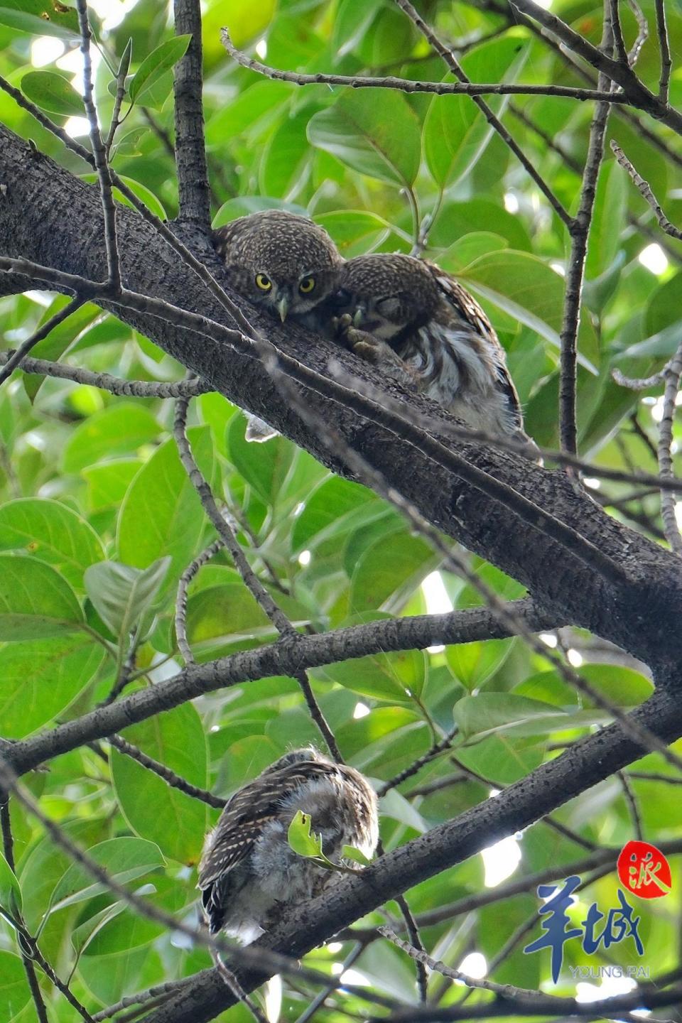 榕树上三只猫头鹰小萌宝"排排坐"
