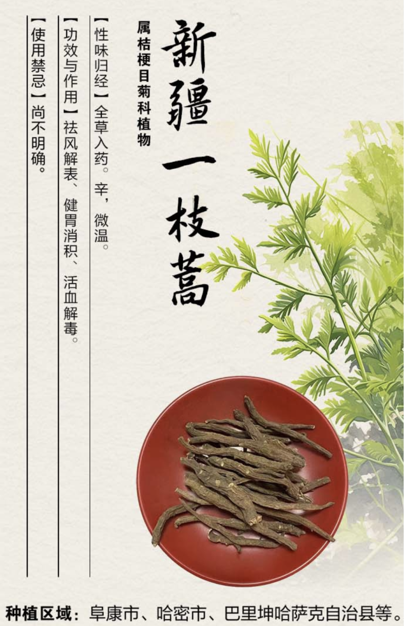 辨词:全草可入药的新疆一枝蒿