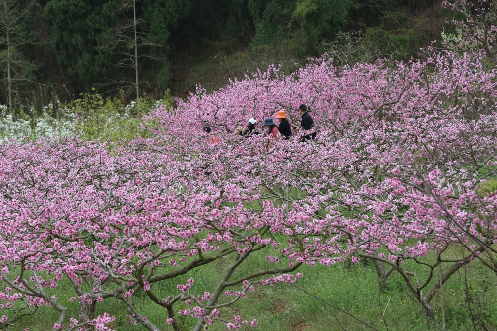 "镇镇"日上|冲击4a级景区,广汉连山用"一朵桃花"打开无穷想象