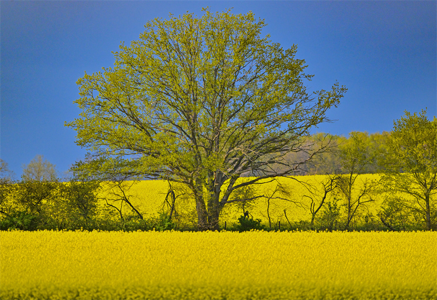 德国勃兰登堡春日风景如画