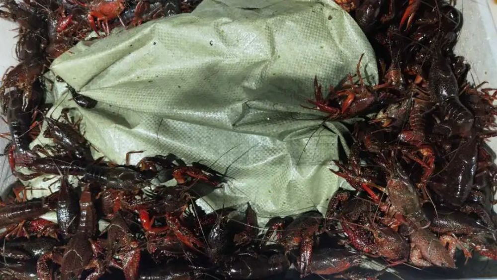 大降价！你爱吃的它，一跌再跌
