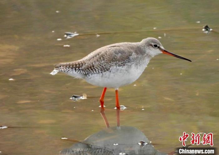 江西鄱阳湖南矶湿地保护区1月记录水鸟20余万羽次_腾讯新闻