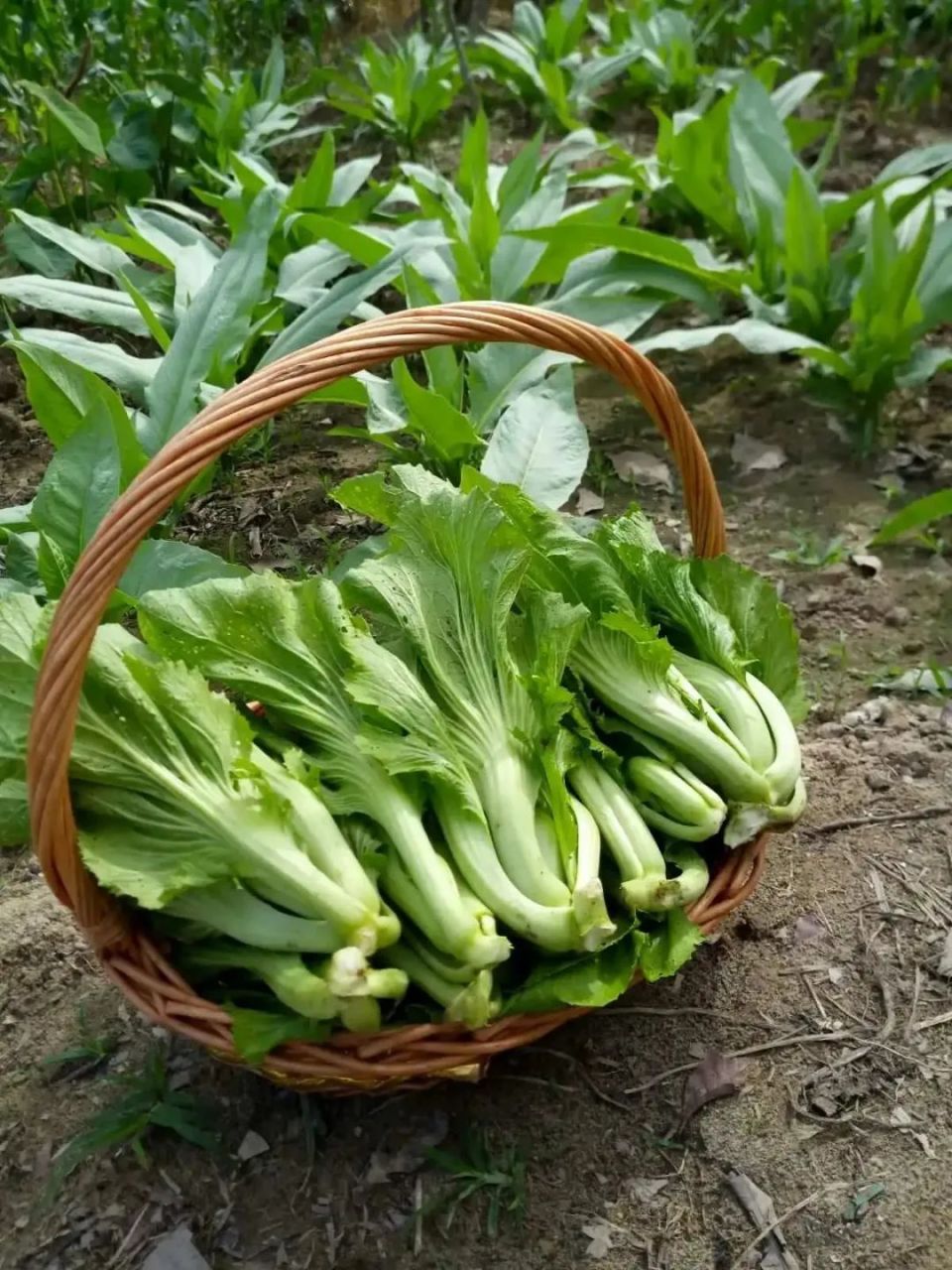 万物有灵 | 百变菜根情悠长——芥菜