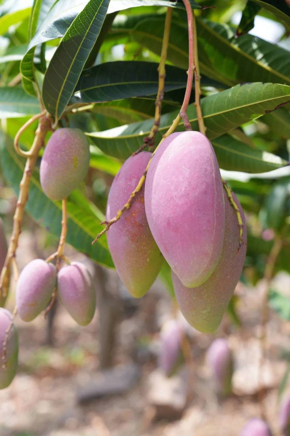 四川攀枝花芒果抢"鲜"上市了