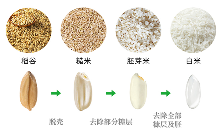 要了解米,首先要从稻谷的生理结构入手.