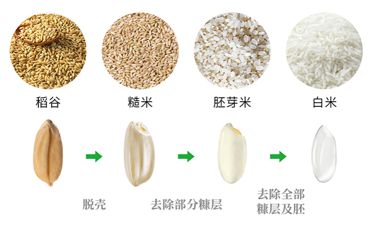 水稻胚的结构图图片